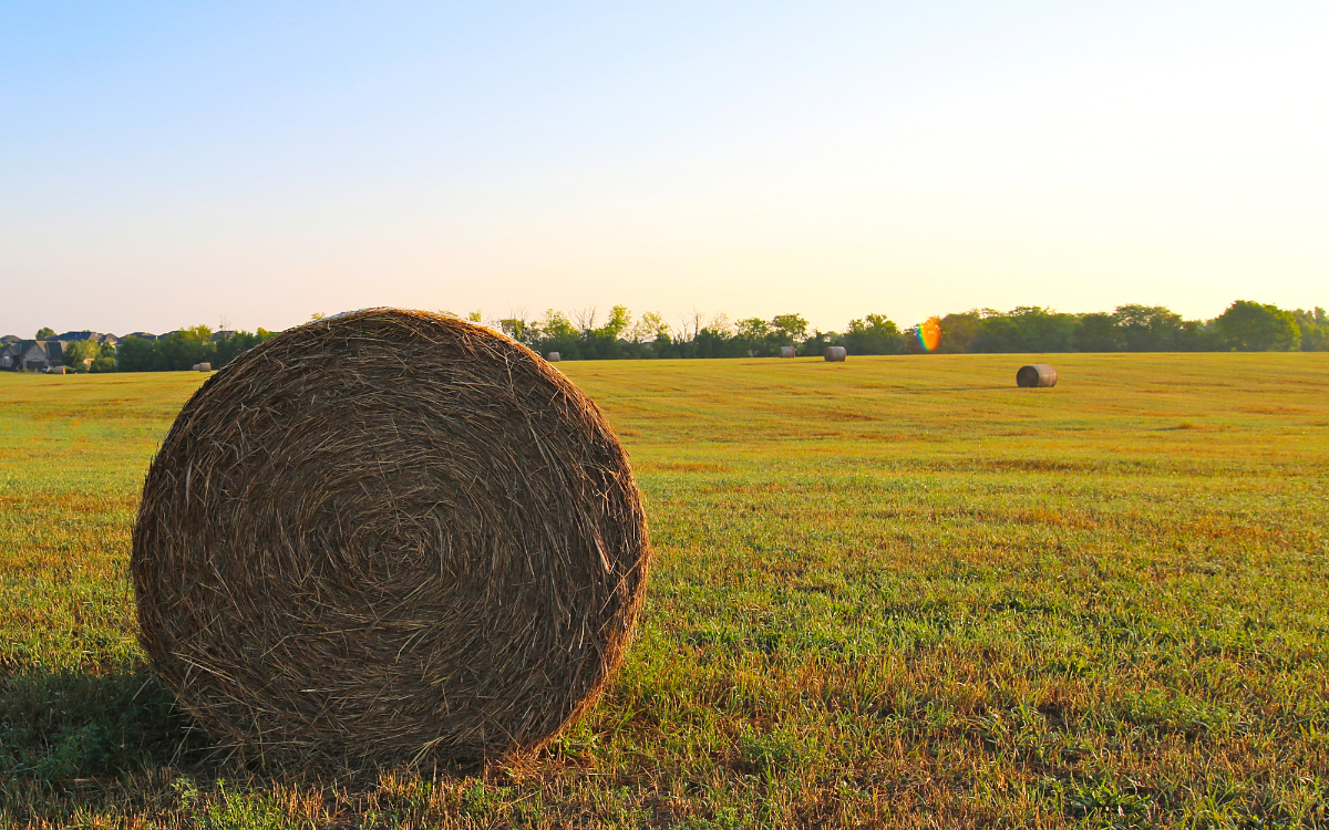 Land Buying 101 in Wisconsin: What to Know Before You Buy